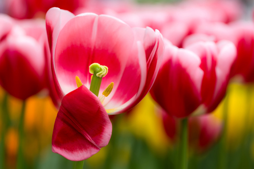 Tulipes